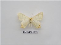 藏品(尺蛾322)的圖片